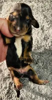 Maleficent, a female Miniature Dachshund for sale in Lake City, FL – Photo 6 of 10