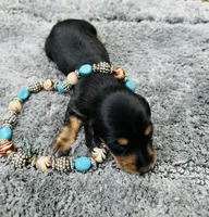 Maleficent, a female Miniature Dachshund for sale in Lake City, FL – Photo 9 of 10