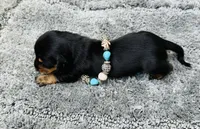 Maleficent, a female Miniature Dachshund for sale in Lake City, FL – Photo 10 of 10