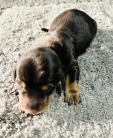 Maleficent, a female Miniature Dachshund for sale in Lake City, FL – Photo 4 of 10
