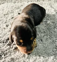 Maleficent, a female Miniature Dachshund for sale in Lake City, FL – Photo 2 of 10