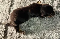 Maleficent, a female Miniature Dachshund for sale in Lake City, FL – Photo 5 of 10