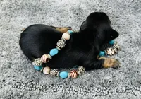 Maleficent, a female Miniature Dachshund for sale in Lake City, FL – Photo 8 of 10