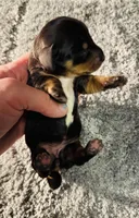 Maleficent, a female Miniature Dachshund for sale in Lake City, FL – Photo 3 of 10