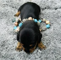 Maleficent, a female Miniature Dachshund for sale in Lake City, FL – Photo 7 of 10