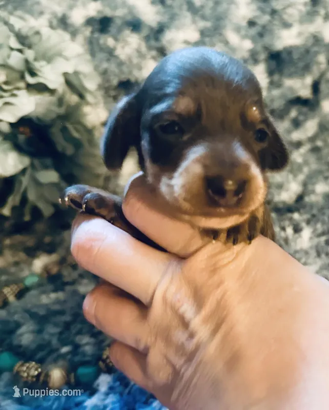 Sushi, a male Miniature Dachshund for sale in Lake City, FL – Photo 1 of 10