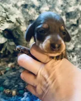 Sushi, a male Miniature Dachshund for sale in Lake City, FL – Photo 1 of 10