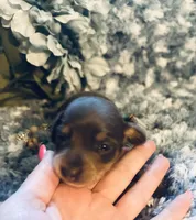 Sushi, a male Miniature Dachshund for sale in Lake City, FL – Photo 2 of 10