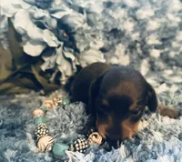 Sushi, a male Miniature Dachshund for sale in Lake City, FL – Photo 4 of 10