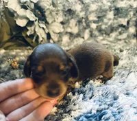 Sushi, a male Miniature Dachshund for sale in Lake City, FL – Photo 9 of 10