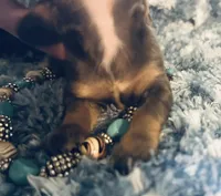 Sushi, a male Miniature Dachshund for sale in Lake City, FL – Photo 3 of 10