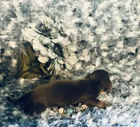 Sushi, a male Miniature Dachshund for sale in Lake City, FL – Photo 6 of 10