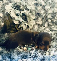 Sushi, a male Miniature Dachshund for sale in Lake City, FL – Photo 5 of 10