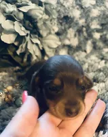 Sushi, a male Miniature Dachshund for sale in Lake City, FL – Photo 7 of 10