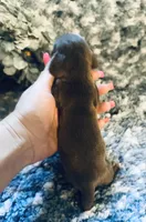 Sushi, a male Miniature Dachshund for sale in Lake City, FL – Photo 8 of 10