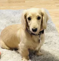 Cheezit, a male Miniature Dachshund for sale in Lake City, FL – 5 of 10