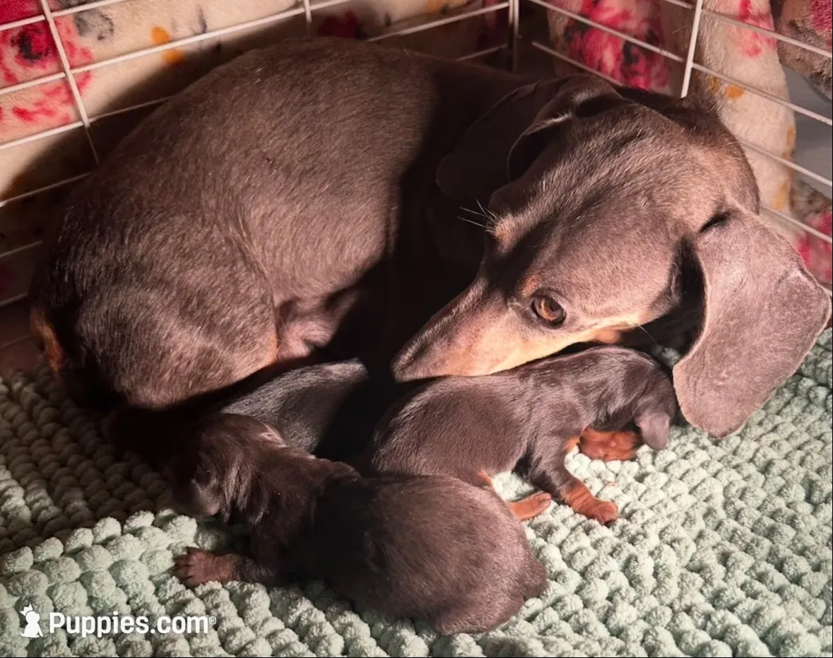 Stormy, a male Miniature Dachshund for sale in Sarasota, FL – 8 of 9