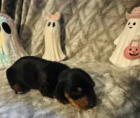Donut 🍩, a female Miniature Dachshund for sale in Sarasota, FL – 3 of 10