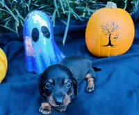 Stormy, a male Miniature Dachshund for sale in Tampa, FL – 1 of 10