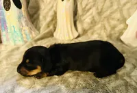 Watermelon 🍉 , a male Miniature Dachshund for sale in Sarasota, FL – 6 of 10