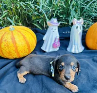 Maleficent, a female Miniature Dachshund for sale in Tampa, FL – 7 of 10