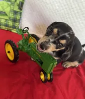 Puzzle , a male Miniature Dachshund for sale in Lake City, FL – Photo 4 of 10