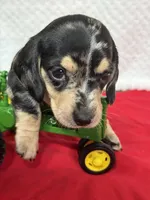 Puzzle , a male Miniature Dachshund for sale in Lake City, FL – Photo 3 of 10