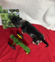 Puzzle , a male Miniature Dachshund for sale in Lake City, FL – Photo 10 of 10