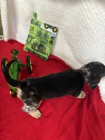 Puzzle , a male Miniature Dachshund for sale in Lake City, FL – Photo 8 of 10