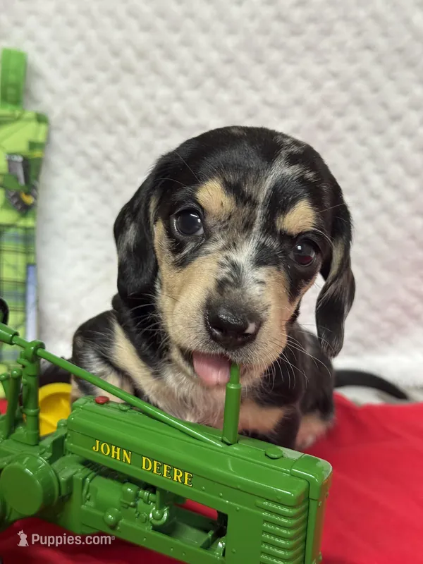 Puzzle  – Miniature Dachshund puppy for sale in Lake City, FL