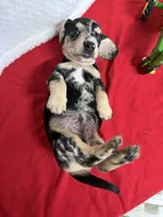 Puzzle , a male Miniature Dachshund for sale in Lake City, FL – Photo 9 of 10