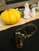 Maleficent, a female Miniature Dachshund for sale in Sarasota, FL – 3 of 10
