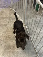 Buddy, a male Yorkipoo for sale in Sacramento, CA – Photo 2 of 2