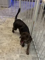 Buddy, a male Yorkipoo for sale in Sacramento, CA – Photo 1 of 2