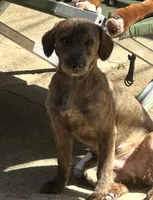 Bear, a male Yorkipoo for sale in Sacramento, CA – Photo 1 of 2