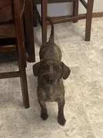 Bear, a male Yorkipoo for sale in Sacramento, CA – Photo 2 of 2