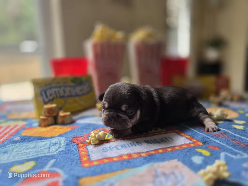 Carmel  – French Bulldog puppy for sale in Hogansville, GA