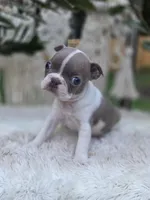 Liberty , a female Boston Terrier for sale in Hogansville, GA – 3 of 4