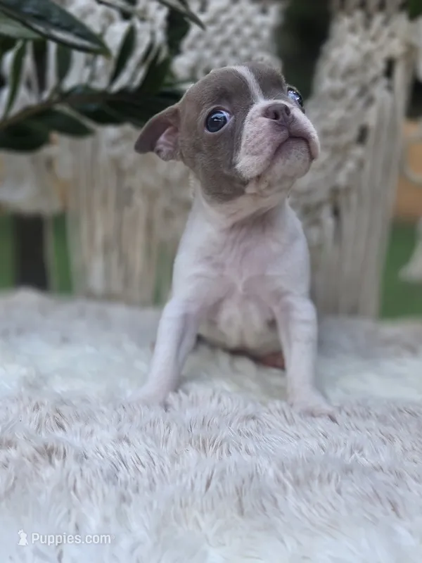 Liberty  – Boston Terrier puppy for sale in Hogansville, GA