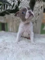 Liberty , a female Boston Terrier for sale in Hogansville, GA – 1 of 4