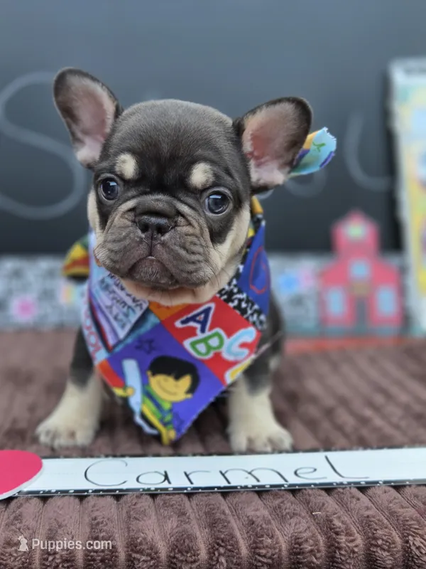Carmel  – French Bulldog puppy for sale in Hogansville, GA