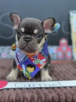 Carmel , a female French Bulldog for sale in Hogansville, GA – 1 of 4