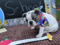 Valor , a male Boston Terrier for sale in Hogansville, GA – 4 of 4