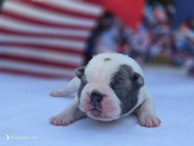 Valor  – Boston Terrier puppy for sale in Hogansville, GA