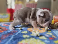 America , a female Boston Terrier for sale in Hogansville, GA – 2 of 4