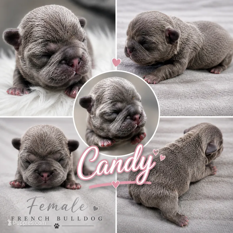 Candy – French Bulldog puppy for sale in Hogansville, GA