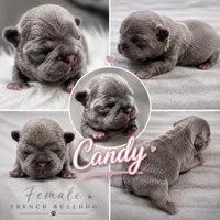 Candy, a female French Bulldog for sale in Hogansville, GA – 1 of 2