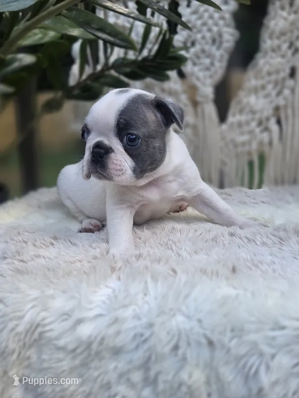 Valor  – Boston Terrier puppy for sale in Hogansville, GA
