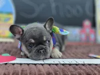 Candy, a female French Bulldog for sale in Hogansville, GA – 2 of 4