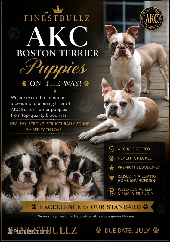Upcoming litter, a  Boston Terrier for sale in Hogansville, GA – 1 of 1